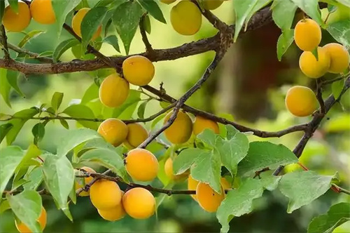细节介绍