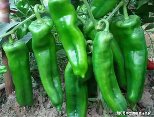 详细介绍